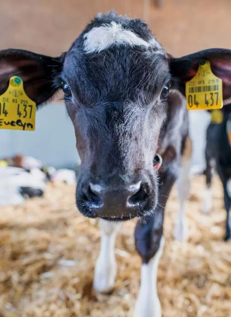 Der Backensholzer Hof in Nordfriesland ist stolz auf seine Kälber und kümmert sich um das Wohlergehen jedes einzelnen Kalbs.