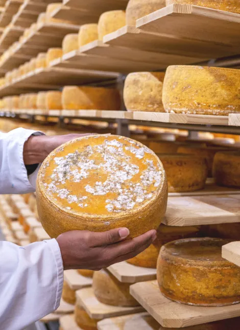 Käse-Rohlinge bei der Reifung im Lager der Rohmilchkäserei Backensholz.