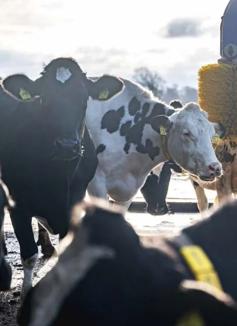 Die Kühe haben im Außenstall des Hofs in der Treene-Region viel Auslauf.