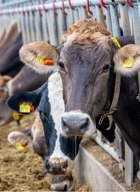 Braunviehkühe im Stall der Jithofer Käserei in Niedersachsen